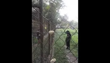 El gracioso video de un oso que oculta una desgarradora verdad (VIDEO)