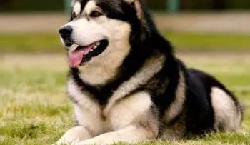 Cinco cosas que crees que son buenas para tu perro y no las son