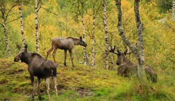 Cazador noruego le dispara a dos alces... dentro un zoológico