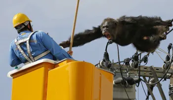 Un chimpancé se escapa brevemente de un zoológico en Japón