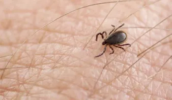 Esta garrapata puede provocarte terribles dolores y una peligrosa enfermedad