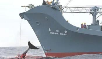 Con oposición de RD, aprueban continuación de cacería de ballenas. 