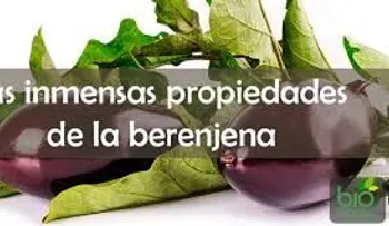 La berenjena tiene poder antienvejecimiento: sus inmensas propiedades