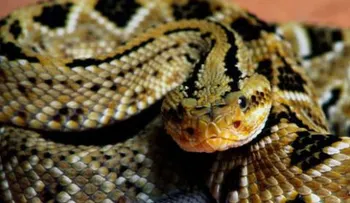 Serpiente muerde en Florida a hombre que quiso besarla