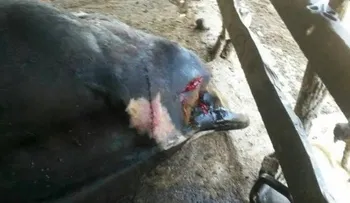 Trabajador molesto con patrón machetea varias reces