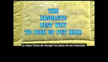 Conoce un truco que funciona para quitar los pelos de tu mascota de sillones y ropa 