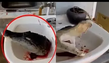 FUERTES IMÁGENES: Decapitan a un cocodrilo y lo filman mientras se sigue moviendo