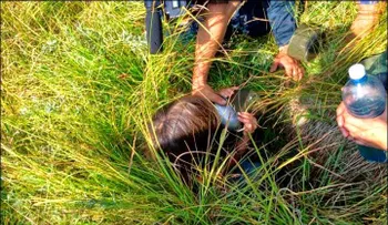 Niña de 3 años sobrevive milagrosamente 11 días en un bosque gracias a su perro héroe