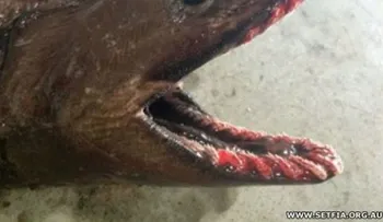Capturan tiburón fósil viviente en aguas de Australia (Video)