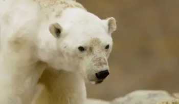 La imagen de un oso polar que hizo llorar a documentalistas 