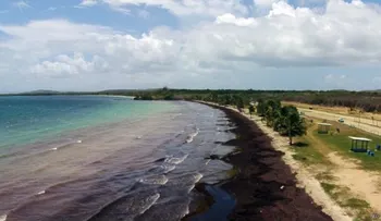 ¿De dónde vienen las algas que están invadiendo el Caribe?