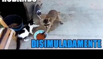 Mapache robando disimuladamente (Video)
