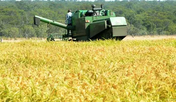 República Dominicana mantiene protección al arroz frente al DR-Cafta pese a presión de Estados Unidos