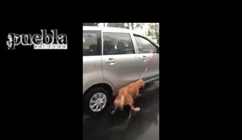 Amarran un perro a un auto y lo arrastran bajo la lluvia (VIDEO)