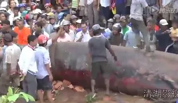 Video: Encuentran un monstruoso pez en Camboya