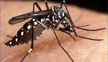 194 casos de dengue se han registrado en Cristo Rey 