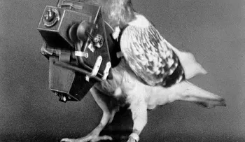 Animales que trabajan como agentes de los servicios secretos
