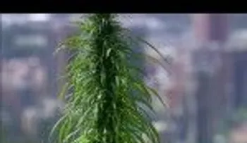 Apresan a dos hombres con 85 libras de marihuana que llevaban a santo domingo