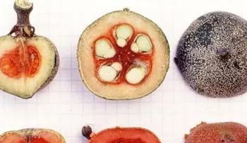 Este es el nuevo â??azúcarâ?, más dulce y con menos calorías