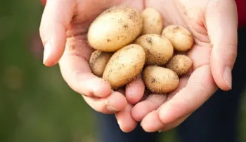 Cosas que puedes limpiar con patatas: pequeñas manchas, vidrio, gafas, oxido y pulido de plata