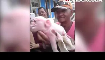 Nace puerco con cara de Mono, en Ciego de Avila en Cuba (VIDEO)