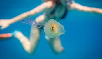 ¿Cómo llegó ese pez ahí? Fotógrafo capta una inusual foto de una medusa y su pasajero