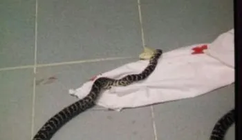 Encuentran culebra gigante en pleno quirófano del Hospital Calventi Los Alcarrizos