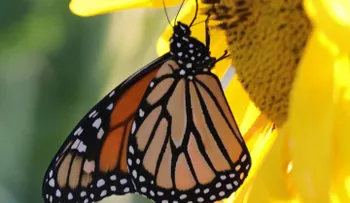 Si una mariposa visita tu casa algo lindo va a suceder; es símbolo de cambio y esperanza en tu vida