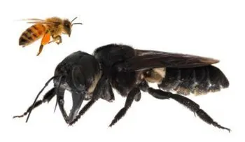 Científicos descubren abeja gigante desaparecida desde hace 40 años