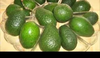 Anota estas propiedades mágicas curativas que contiene el aguacate