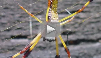 Video: Los 20 animales más venenosos del mundo