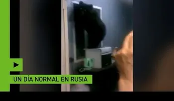Un oso casi queda atascado tratando de escapar de una casa por la ventana