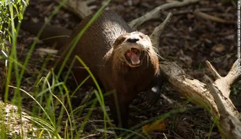 Nutria muere por unos pantalones no autorizados