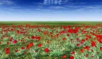 Expresar gratitud