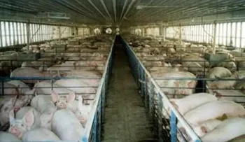 Bagricola presta RD$558 millones a productores de huevos, pollos y cerdos 
