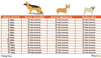 ¿Quieres saber la edad humana de tu perro? ¡Esta tabla te lo dirá !