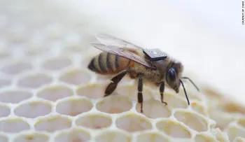 Así combaten investigadores australianos la disminución de las colonias de abejas