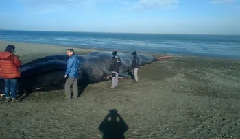 Personas se tomaron fotos y rayaron cadáver de ballena azul varada en Chile