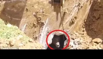 Estaban excavando y se encontraron un inesperado y salvaje intruso