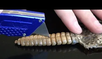 ¿Qué hay dentro del cascabel de una serpiente?