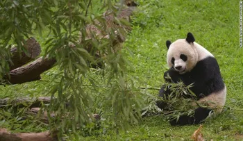 Panda bebé muere pocos días después de nacer en Washington