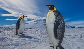 Una bahía en la Antártida, la mayor área marina protegida del mundo