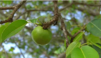 Así es el árbol de la muerte que crece en América Latina