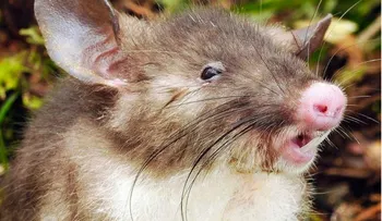 Descubren una nueva especie de mamífero: la 'rata nariz de cerdo'