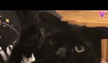 Un gato con un parecido a "Baby Yoda", se hace viral 