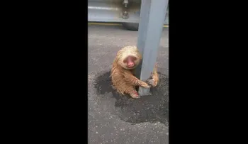 Un oso perezoso paraliza el tráfico en Ecuador y las redes en el mundo