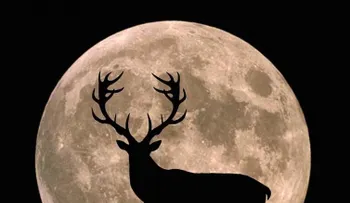 Qué es la "luna del ciervo" y cómo verla para capturar toda su energía