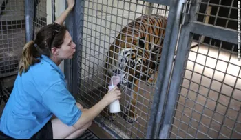Un tigre mata a su cuidadora en un zoológico