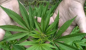 ¡Crean supositorios de marihuana!