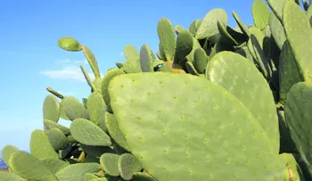 El nopal. ¿Qué es y cuáles son sus beneficios en ayunas?
